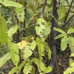 Callicoma serratifolia (Black Wattle, Butterwood, Tdgerruing) at Budawang, NSW - 11 Mar 2023 by Ned_Johnston