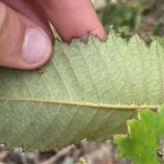 Callicoma serratifolia at Budawang, NSW - 12 Mar 2023