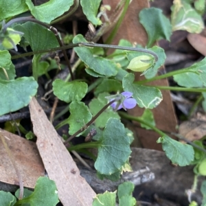 Viola hederacea at Budawang, NSW - 12 Mar 2023 09:43 AM