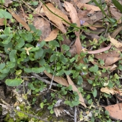 Viola hederacea at Budawang, NSW - 12 Mar 2023 09:43 AM