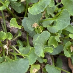 Viola hederacea at Budawang, NSW - 12 Mar 2023 09:43 AM