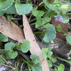 Viola hederacea at Budawang, NSW - 12 Mar 2023 09:43 AM