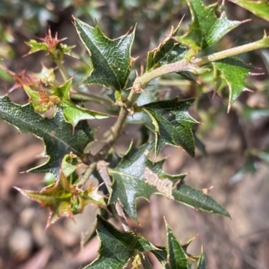 Podolobium ilicifolium at Budawang, NSW - 12 Mar 2023 09:45 AM