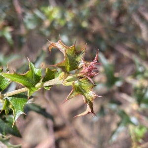 Podolobium ilicifolium at Budawang, NSW - 12 Mar 2023