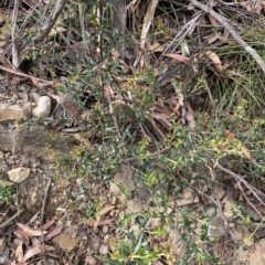 Podolobium ilicifolium at Budawang, NSW - 12 Mar 2023 09:45 AM