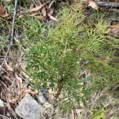 Polyscias sambucifolia subsp. Bipinnate leaves (J.H.Ross 3967) Vic. Herbarium at Budawang, NSW - 12 Mar 2023 09:50 AM