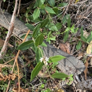 Leichhardtia rostrata at Budawang, NSW - 12 Mar 2023