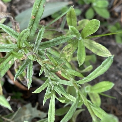 Coronidium gunnianum (Gunn's Everlasting) at Budawang, NSW - 12 Mar 2023 by NedJohnston