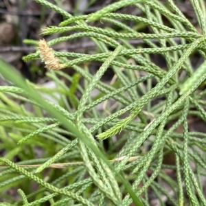 Lycopodium deuterodensum at Budawang, NSW - 12 Mar 2023