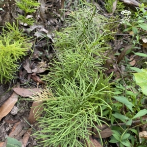 Lycopodium deuterodensum at Budawang, NSW - 12 Mar 2023