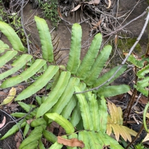 Blechnum wattsii at Budawang, NSW - 12 Mar 2023 10:02 AM