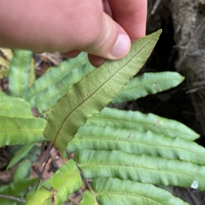 Blechnum wattsii at Budawang, NSW - 12 Mar 2023 10:02 AM