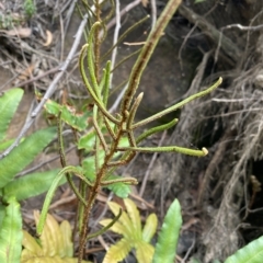 Blechnum wattsii at Budawang, NSW - 12 Mar 2023 10:02 AM