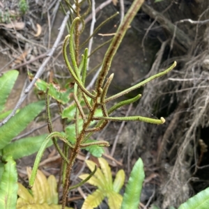 Blechnum wattsii at Budawang, NSW - 12 Mar 2023 10:02 AM