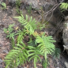 Blechnum wattsii at Budawang, NSW - 12 Mar 2023 10:02 AM