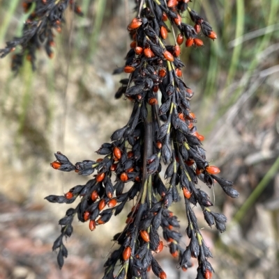 Gahnia subaequiglumis (Bog Saw-sedge) at Budawang, NSW - 11 Mar 2023 by Ned_Johnston