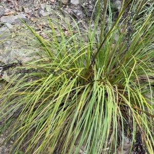 Gahnia subaequiglumis at Budawang, NSW - 12 Mar 2023