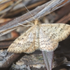 Scopula rubraria (Reddish Wave, Plantain Moth) at Stromlo, ACT - 21 Apr 2023 by Harrisi