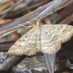 Scopula rubraria at Stromlo, ACT - 21 Apr 2023 03:53 PM