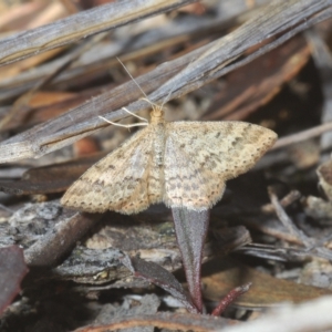 Scopula rubraria at Stromlo, ACT - 21 Apr 2023 03:53 PM