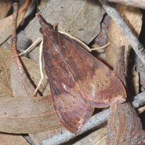 Uresiphita ornithopteralis at Stromlo, ACT - 21 Apr 2023 03:57 PM