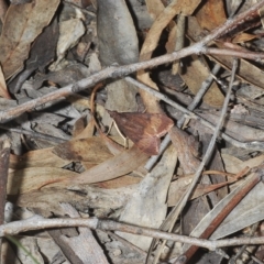 Uresiphita ornithopteralis at Stromlo, ACT - 21 Apr 2023 03:57 PM