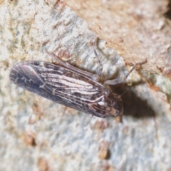 Stenocotis sp. (genus) at Bluetts Block (402, 403, 12, 11) - 21 Apr 2023 04:09 PM