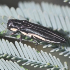 Agrilus hypoleucus (Hypoleucus jewel beetle) at Kambah, ACT - 22 Apr 2023 by Harrisi