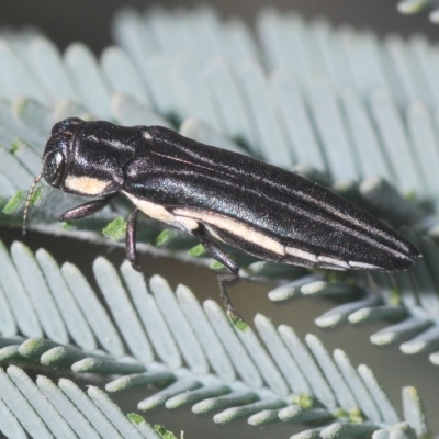 Agrilus hypoleucus (Hypoleucus jewel beetle) at Kambah, ACT - 22 Apr 2023 by Harrisi