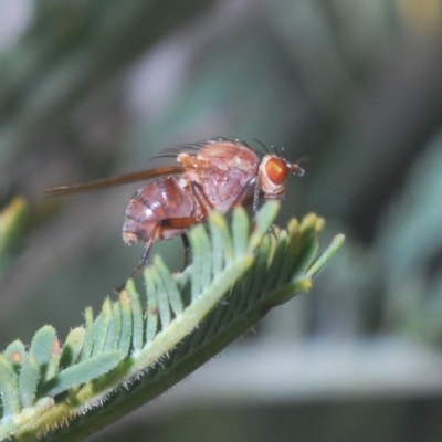 Sapromyza sp. (genus) (A lauxaniid fly) at Kambah, ACT - 22 Apr 2023 by Harrisi