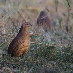 Synoicus ypsilophorus (Brown Quail) at Coombs, ACT - 23 Apr 2023 by JimL