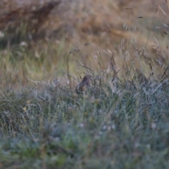 Synoicus ypsilophorus at Coombs, ACT - 23 Apr 2023