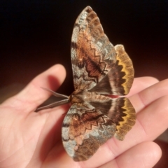 Chelepteryx collesi at Chapman, ACT - 22 Apr 2023