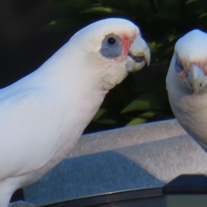 Cacatua sanguinea at Kambah, ACT - 22 Apr 2023 04:49 PM