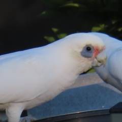 Cacatua sanguinea at Kambah, ACT - 22 Apr 2023 04:49 PM