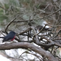 Petroica rosea (Rose Robin) at Cook, ACT - 22 Apr 2023 by Tammy