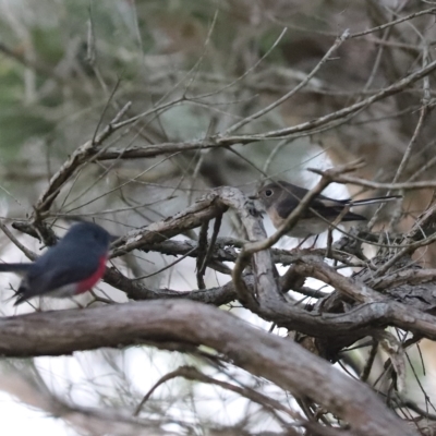 Petroica rosea (Rose Robin) at Cook, ACT - 23 Apr 2023 by Tammy