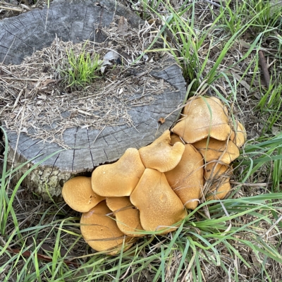 Gymnopilus junonius (Spectacular Rustgill) at Casey, ACT - 23 Apr 2023 by Hejor1