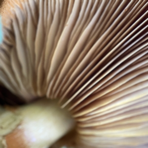 Gymnopilus junonius at Casey, ACT - 23 Apr 2023 10:30 AM