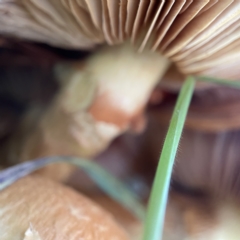 Gymnopilus junonius at Casey, ACT - 23 Apr 2023 10:30 AM