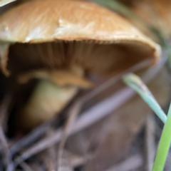 Gymnopilus junonius at Casey, ACT - 23 Apr 2023 10:30 AM