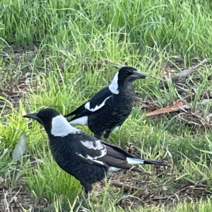 Gymnorhina tibicen at Casey, ACT - 23 Apr 2023 10:25 AM