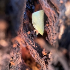 Siphanta acuta (Green planthopper, Torpedo bug) at Casey, ACT - 23 Apr 2023 by Hejor1