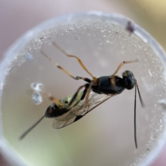 Ichneumonoidea (Superfamily) (A species of parasitic wasp) at Casey, ACT - 22 Apr 2023 by Hejor1