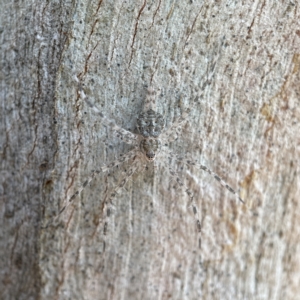 Tamopsis sp. (genus) at Casey, ACT - 23 Apr 2023