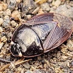Cydnidae (family) (Burrower bug) at Queanbeyan, NSW - 23 Apr 2023 by trevorpreston