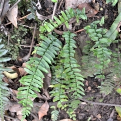 Pellaea nana (Dwarf Sickle Fern) at Jamberoo, NSW - 22 Apr 2023 by plants