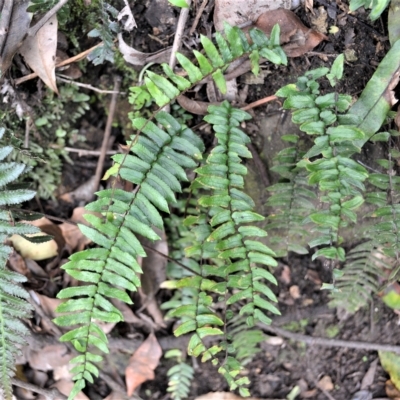 Pellaea nana (Dwarf Sickle Fern) at Jamberoo, NSW - 23 Apr 2023 by plants