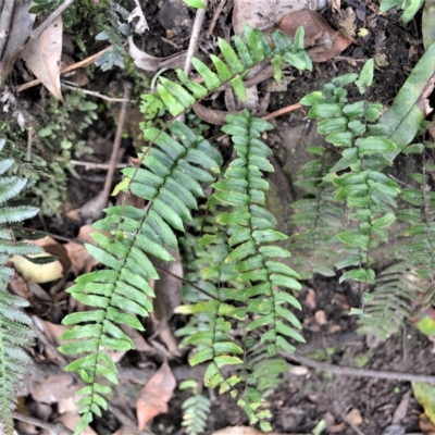 Pellaea nana (Dwarf Sickle Fern) at Jamberoo, NSW - 22 Apr 2023 by plants