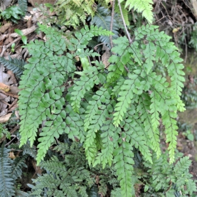 Adiantum formosum (Black Stem, Black-stem Maidenhair) at Jamberoo, NSW - 23 Apr 2023 by plants